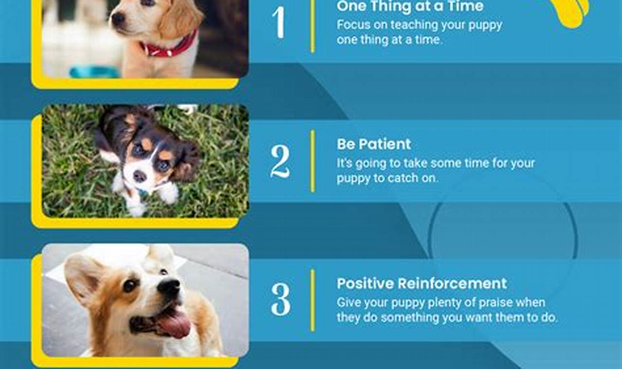 Car Dog Tips & Tricks for Safe Travels My Caring Dog – Tips, Stories, and Care Guides for Loving Pet Owners Car Dog Tips & Tricks for Safe Travels | My Caring Dog – Tips, Stories, and Care Guides for Loving Pet Owners