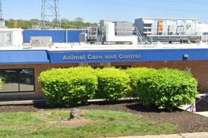 St. Louis County Pet Adoption & Animal Control My Caring Dog – Tips, Stories, and Care Guides for Loving Pet Owners St. Louis County Pet Adoption & Animal Control | My Caring Dog – Tips, Stories, and Care Guides for Loving Pet Owners