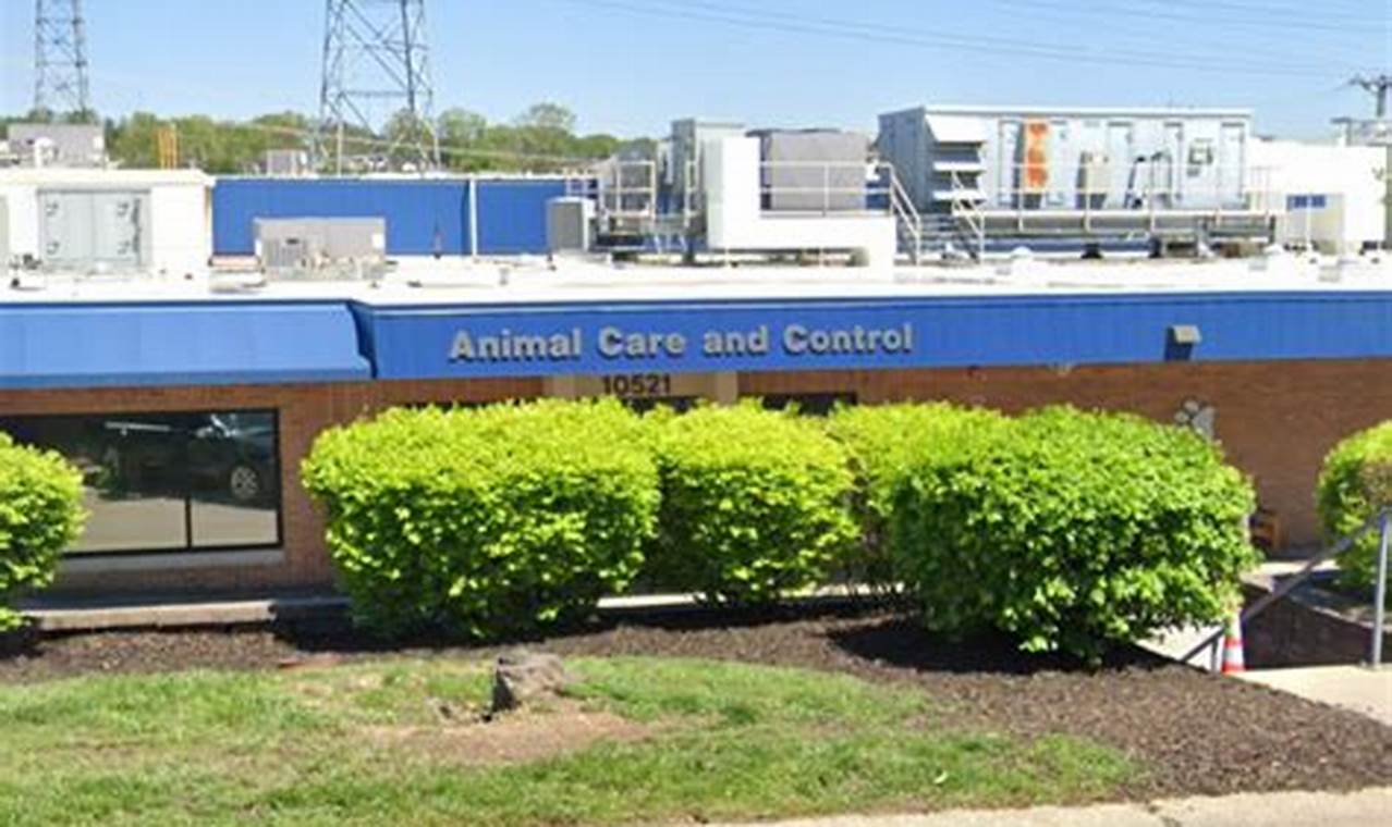 St. Louis County Pet Adoption & Animal Control My Caring Dog – Tips, Stories, and Care Guides for Loving Pet Owners St. Louis County Pet Adoption & Animal Control | My Caring Dog – Tips, Stories, and Care Guides for Loving Pet Owners