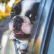How To Remove Dog Odor From Car | My Caring Dog – Tips, Stories, and Care Guides for Loving Pet Owners