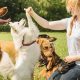 Best Dog Training Job: Find Your Career | My Caring Dog – Tips, Stories, and Care Guides for Loving Pet Owners