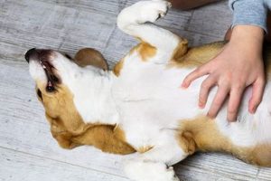 Rub My Belly Dog Care My Caring Dog – Tips, Stories, and Care Guides for Loving Pet Owners Rub My Belly Dog Care | My Caring Dog – Tips, Stories, and Care Guides for Loving Pet Owners