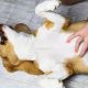 Rub My Belly Dog Care | My Caring Dog – Tips, Stories, and Care Guides for Loving Pet Owners