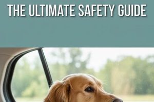 Dog Car Accidents: Yearly Fatalities & Safety Tips My Caring Dog – Tips, Stories, and Care Guides for Loving Pet Owners Dog Car Accidents: Yearly Fatalities & Safety Tips | My Caring Dog – Tips, Stories, and Care Guides for Loving Pet Owners