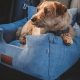 Isofix Dog Car Seat Reviews | My Caring Dog – Tips, Stories, and Care Guides for Loving Pet Owners