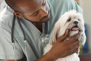 Essential Pet Care Tips for Dogs: A Guide | My Caring Dog – Tips, Stories, and Care Guides for Loving Pet Owners