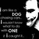 Joker Dog Chasing Cars | My Caring Dog – Tips, Stories, and Care Guides for Loving Pet Owners