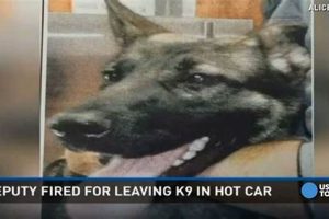 K9 Dog Dies In Hot Car My Caring Dog – Tips, Stories, and Care Guides for Loving Pet Owners K9 Dog Dies In Hot Car | My Caring Dog – Tips, Stories, and Care Guides for Loving Pet Owners