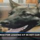 K9 Dog Dies In Hot Car | My Caring Dog – Tips, Stories, and Care Guides for Loving Pet Owners