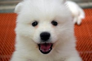 Find Free Puppies for Car Travel Companions My Caring Dog – Tips, Stories, and Care Guides for Loving Pet Owners Find Free Puppies for Car Travel Companions | My Caring Dog – Tips, Stories, and Care Guides for Loving Pet Owners