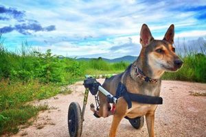 Car Safety for Disabled Dogs: A Guide My Caring Dog – Tips, Stories, and Care Guides for Loving Pet Owners Car Safety for Disabled Dogs: A Guide | My Caring Dog – Tips, Stories, and Care Guides for Loving Pet Owners