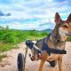 Car Safety for Disabled Dogs: A Guide | My Caring Dog – Tips, Stories, and Care Guides for Loving Pet Owners