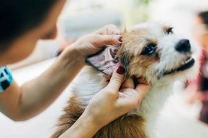 Essential Dog Ear Care Tips & Tricks My Caring Dog – Tips, Stories, and Care Guides for Loving Pet Owners Essential Dog Ear Care Tips & Tricks | My Caring Dog – Tips, Stories, and Care Guides for Loving Pet Owners