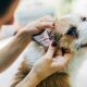 Essential Dog Ear Care Tips & Tricks | My Caring Dog – Tips, Stories, and Care Guides for Loving Pet Owners