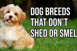 Top 5 Easy Dogs That Don't Shed: A Guide | My Caring Dog – Tips, Stories, and Care Guides for Loving Pet Owners