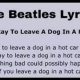 Never Leave a Beatles Dog in a Hot Car: A Cautionary Tale | My Caring Dog – Tips, Stories, and Care Guides for Loving Pet Owners