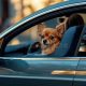 Calm Your Dog in the Car: Expert Tips & Tricks | My Caring Dog – Tips, Stories, and Care Guides for Loving Pet Owners