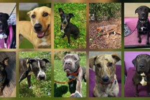 C.a.r.e. Animal Rescue Springfield Mo | My Caring Dog – Tips, Stories, and Care Guides for Loving Pet Owners