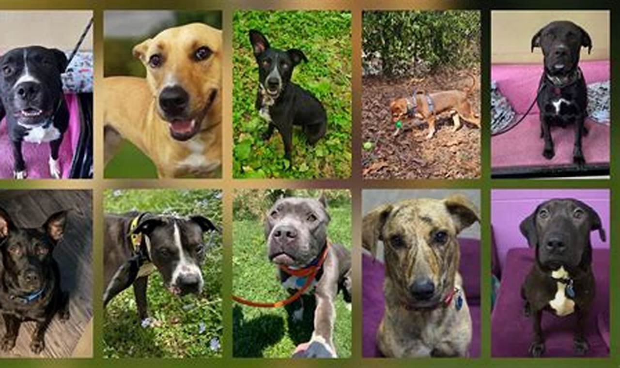 C.a.r.e. Animal Rescue Springfield Mo My Caring Dog – Tips, Stories, and Care Guides for Loving Pet Owners C.a.r.e. Animal Rescue Springfield Mo | My Caring Dog – Tips, Stories, and Care Guides for Loving Pet Owners