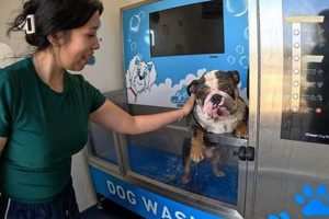 Glacier Car And Dog Wash My Caring Dog – Tips, Stories, and Care Guides for Loving Pet Owners Glacier Car And Dog Wash | My Caring Dog – Tips, Stories, and Care Guides for Loving Pet Owners