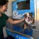 Glacier Car And Dog Wash | My Caring Dog – Tips, Stories, and Care Guides for Loving Pet Owners
