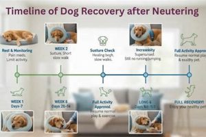 Essential Guide to Dog Neutering Aftercare My Caring Dog – Tips, Stories, and Care Guides for Loving Pet Owners Essential Guide to Dog Neutering Aftercare | My Caring Dog – Tips, Stories, and Care Guides for Loving Pet Owners