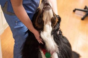 Plan Dog Visits: Joyful Car Rides Await My Caring Dog – Tips, Stories, and Care Guides for Loving Pet Owners Plan Dog Visits: Joyful Car Rides Await | My Caring Dog – Tips, Stories, and Care Guides for Loving Pet Owners