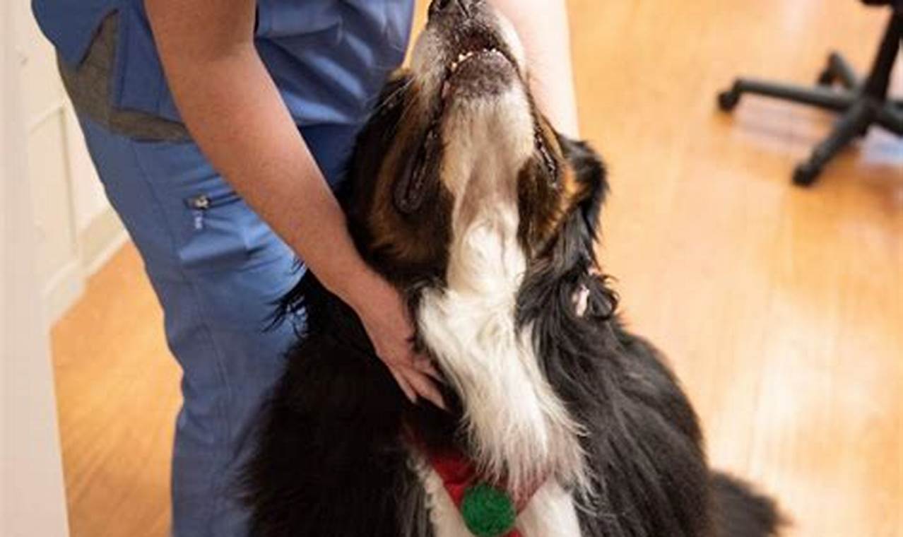 Plan Dog Visits: Joyful Car Rides Await My Caring Dog – Tips, Stories, and Care Guides for Loving Pet Owners Plan Dog Visits: Joyful Car Rides Await | My Caring Dog – Tips, Stories, and Care Guides for Loving Pet Owners