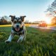 Dog Whisperer's Guide: Stop Dog Car Chasing | My Caring Dog – Tips, Stories, and Care Guides for Loving Pet Owners