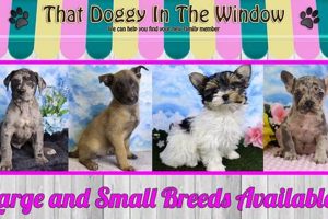 Doggy In The Window Ohio My Caring Dog – Tips, Stories, and Care Guides for Loving Pet Owners Doggy In The Window Ohio | My Caring Dog – Tips, Stories, and Care Guides for Loving Pet Owners