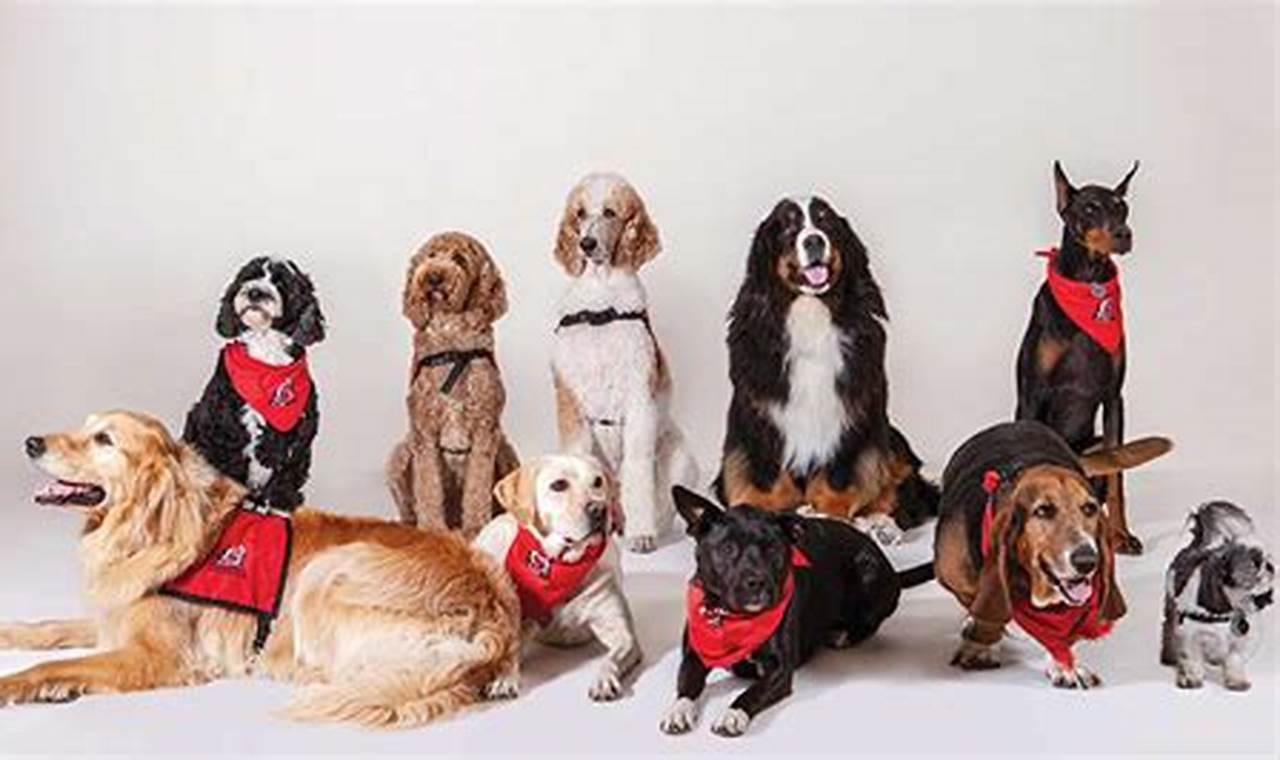 Best Therapy Dog Trainers Near Me | Car Dog My Caring Dog – Tips, Stories, and Care Guides for Loving Pet Owners Best Therapy Dog Trainers Near Me | Car Dog | My Caring Dog – Tips, Stories, and Care Guides for Loving Pet Owners