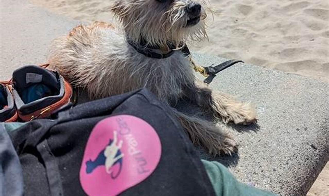 Easy Fun Paw Care Dog Training Tips & Tricks My Caring Dog – Tips, Stories, and Care Guides for Loving Pet Owners Easy Fun Paw Care Dog Training Tips & Tricks | My Caring Dog – Tips, Stories, and Care Guides for Loving Pet Owners