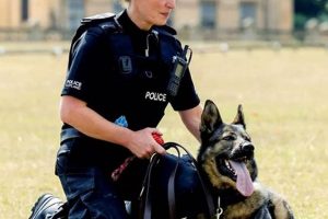 How To Train Police Dogs As A Career My Caring Dog – Tips, Stories, and Care Guides for Loving Pet Owners How To Train Police Dogs As A Career | My Caring Dog – Tips, Stories, and Care Guides for Loving Pet Owners