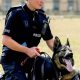 How To Train Police Dogs As A Career | My Caring Dog – Tips, Stories, and Care Guides for Loving Pet Owners