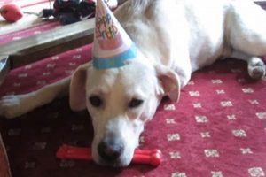 Cindy's: Dog Daycare, Boarding & Grooming My Caring Dog – Tips, Stories, and Care Guides for Loving Pet Owners Cindy's: Dog Daycare, Boarding & Grooming | My Caring Dog – Tips, Stories, and Care Guides for Loving Pet Owners