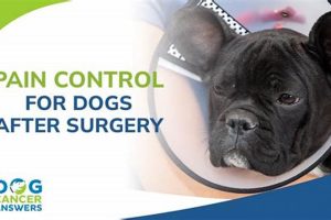 Dog Cystotomy: Post-Op Care & Recovery Guide My Caring Dog – Tips, Stories, and Care Guides for Loving Pet Owners Dog Cystotomy: Post-Op Care & Recovery Guide | My Caring Dog – Tips, Stories, and Care Guides for Loving Pet Owners