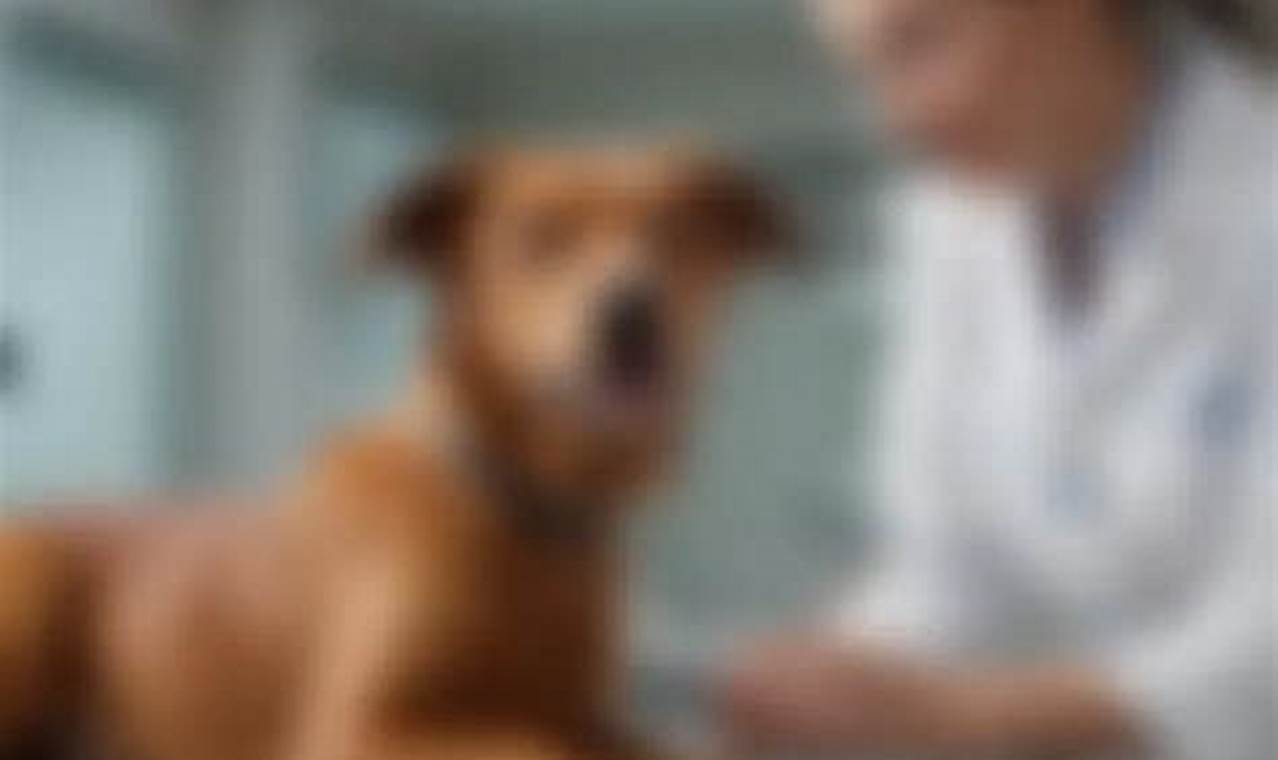 Top Vet Advice for Dogs & Puppies My Caring Dog – Tips, Stories, and Care Guides for Loving Pet Owners Top Vet Advice for Dogs & Puppies | My Caring Dog – Tips, Stories, and Care Guides for Loving Pet Owners