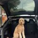 Best Cars for Dogs: Travel Safe with Your Pet | My Caring Dog – Tips, Stories, and Care Guides for Loving Pet Owners