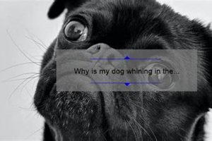 Why Is My Dog Whining In The Car | My Caring Dog – Tips, Stories, and Care Guides for Loving Pet Owners