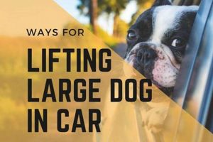 How To Lift A Large Dog Into A Car | My Caring Dog – Tips, Stories, and Care Guides for Loving Pet Owners