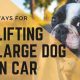 How To Lift A Large Dog Into A Car | My Caring Dog – Tips, Stories, and Care Guides for Loving Pet Owners
