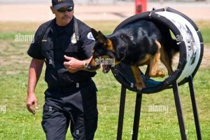 K9 Police Dog Training: Career Guide My Caring Dog – Tips, Stories, and Care Guides for Loving Pet Owners K9 Police Dog Training: Career Guide | My Caring Dog – Tips, Stories, and Care Guides for Loving Pet Owners