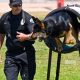 K9 Police Dog Training: Career Guide | My Caring Dog – Tips, Stories, and Care Guides for Loving Pet Owners