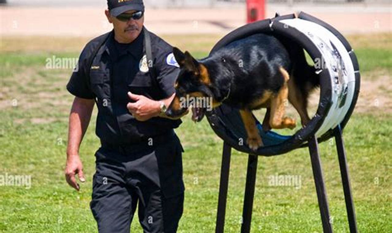 K9 Police Dog Training: Career Guide My Caring Dog – Tips, Stories, and Care Guides for Loving Pet Owners K9 Police Dog Training: Career Guide | My Caring Dog – Tips, Stories, and Care Guides for Loving Pet Owners