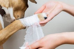Complete Guide to Dog Paw Wound Care My Caring Dog – Tips, Stories, and Care Guides for Loving Pet Owners Complete Guide to Dog Paw Wound Care | My Caring Dog – Tips, Stories, and Care Guides for Loving Pet Owners