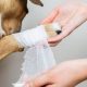 Complete Guide to Dog Paw Wound Care | My Caring Dog – Tips, Stories, and Care Guides for Loving Pet Owners