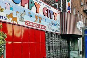 Adorable Puppy City Photos: Car Dog Adventures My Caring Dog – Tips, Stories, and Care Guides for Loving Pet Owners Adorable Puppy City Photos: Car Dog Adventures | My Caring Dog – Tips, Stories, and Care Guides for Loving Pet Owners