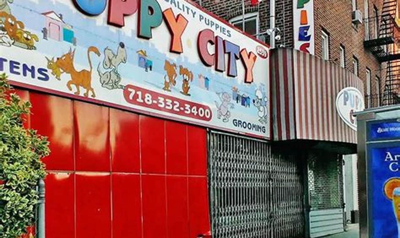 Adorable Puppy City Photos: Car Dog Adventures My Caring Dog – Tips, Stories, and Care Guides for Loving Pet Owners Adorable Puppy City Photos: Car Dog Adventures | My Caring Dog – Tips, Stories, and Care Guides for Loving Pet Owners