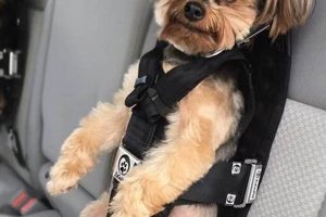 Best Dog Car Seatbelts: Safe & Secure Travel My Caring Dog – Tips, Stories, and Care Guides for Loving Pet Owners Best Dog Car Seatbelts: Safe & Secure Travel | My Caring Dog – Tips, Stories, and Care Guides for Loving Pet Owners