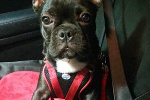 Best American Tourister Dog Car Harness for Safe Travels My Caring Dog – Tips, Stories, and Care Guides for Loving Pet Owners Best American Tourister Dog Car Harness for Safe Travels | My Caring Dog – Tips, Stories, and Care Guides for Loving Pet Owners